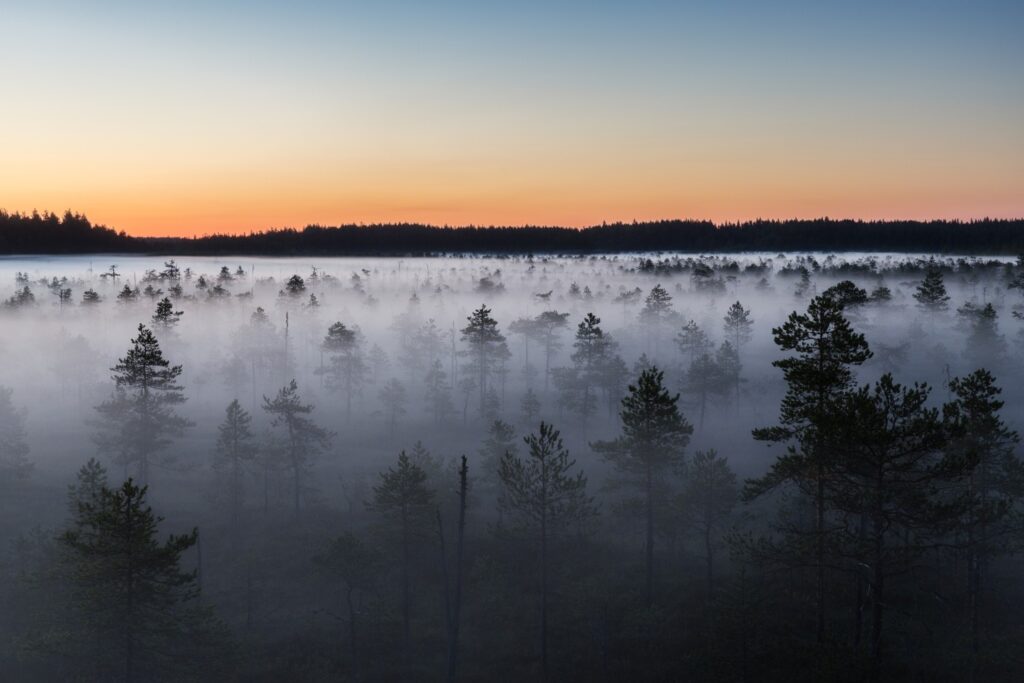 Kiefernwald im Morgennebel, Nebel über dem Waldboden, Sonnenaufgang in warmem Orange am Horizont