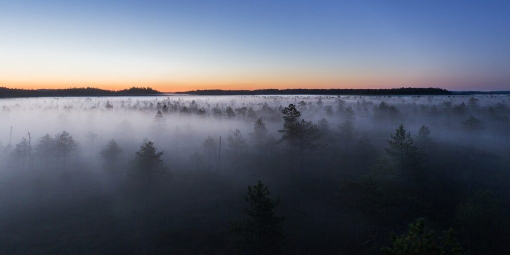 Waldlandschaft im Nebel bei Sonnenaufgang; Baumkronen ragen durch Morgennebel, orange-blauer Himmel