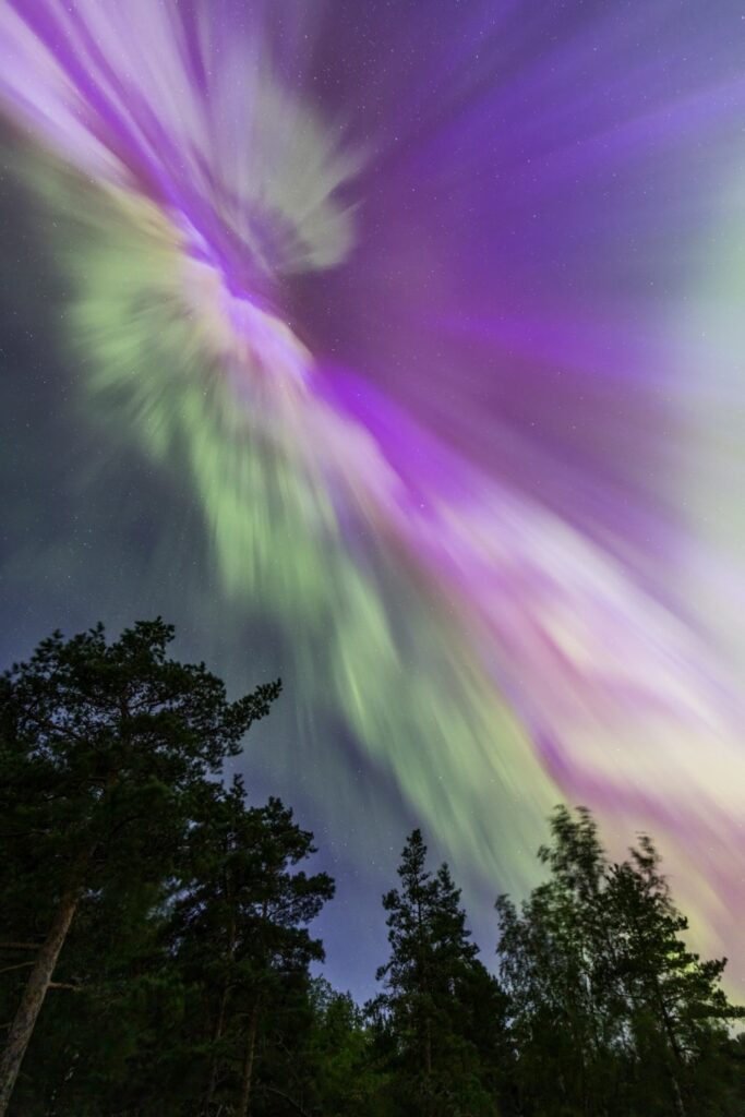 Aurora borealis über dunklem Wald – grün-violette Nordlichter am Sternenhimmel, nächtliche Landschaftsfotografie.