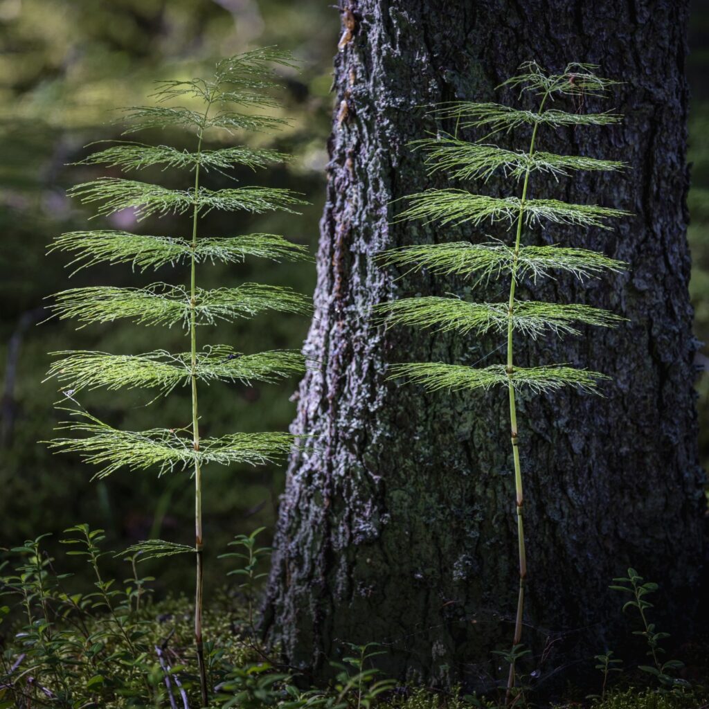 Zwei hohe Schachtelhalme wachsen neben einem Baumstamm im Wald. Die grünen, fächerartigen Blätter heben sich vor der rauen Baumrinde ab, umgeben von niedrigem Unterholz.