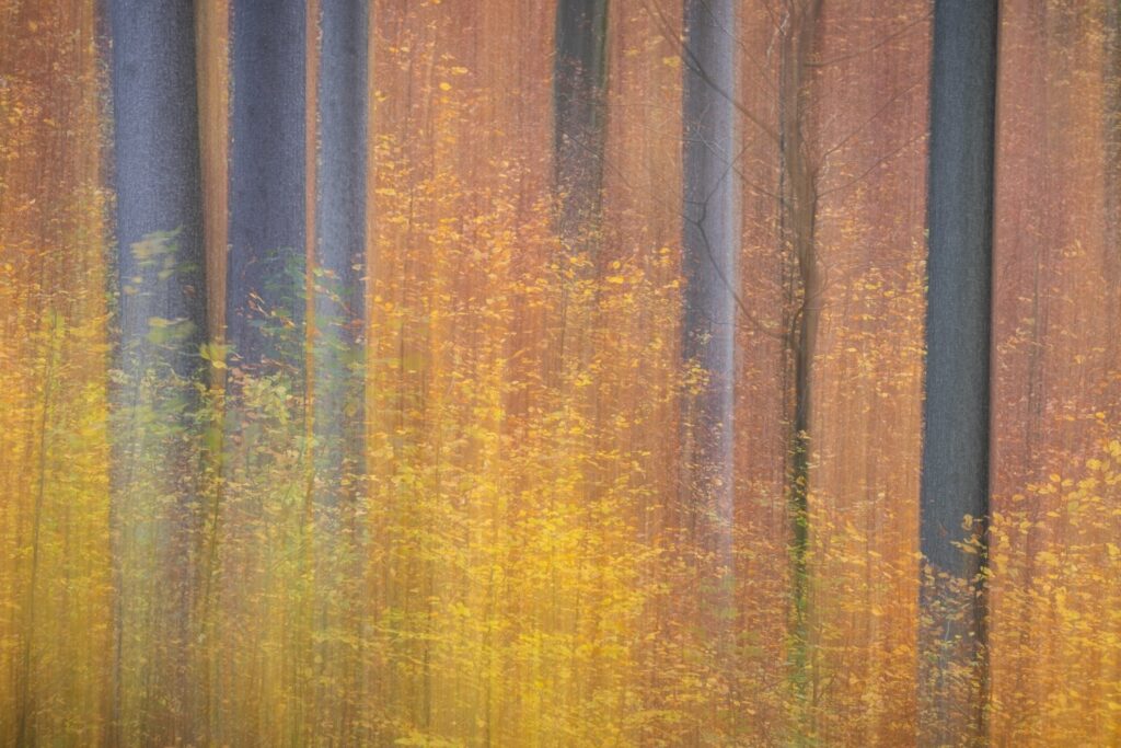 Herbstlicher Wald mit orangefarbenen und gelben Blättern, sanfte Lichtstrahlen durchziehen die Bäume, die in verschiedenen Farbtönen erscheinen.