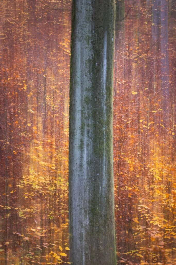 Nahaufnahme eines Baumstamms vor einem herbstlichen Wald mit leuchtend orangefarbenen und gelben Blättern, die den Hintergrund prägen. Die Textur des Baumstamms ist deutlich sichtbar, während die Farben des Waldes eine warme, einladende Atmosphäre schaffen.