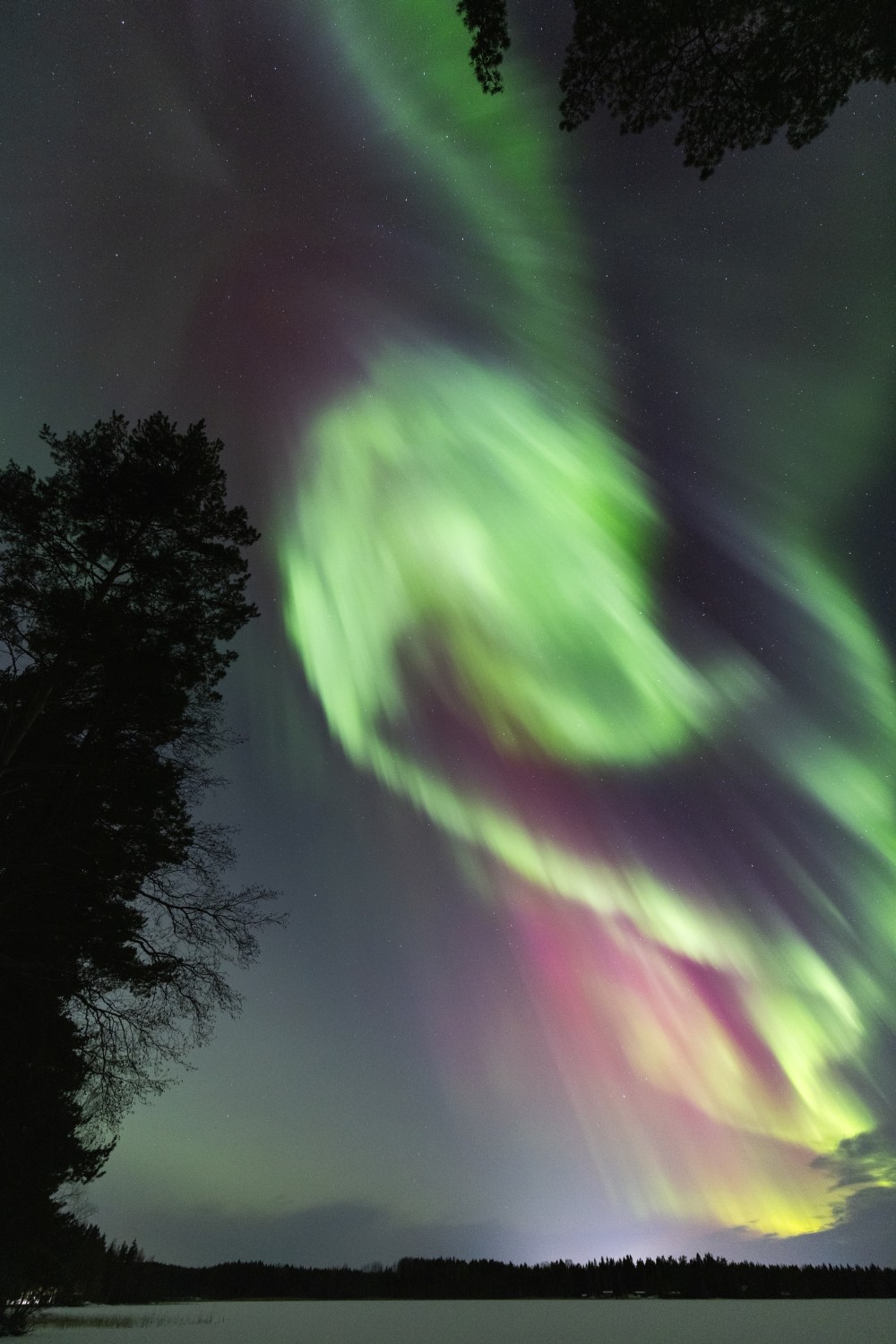 Nordlichter (Aurora Borealis) über verschneiter Waldlandschaft bei Nacht mit grünen und lila Lichtbändern.