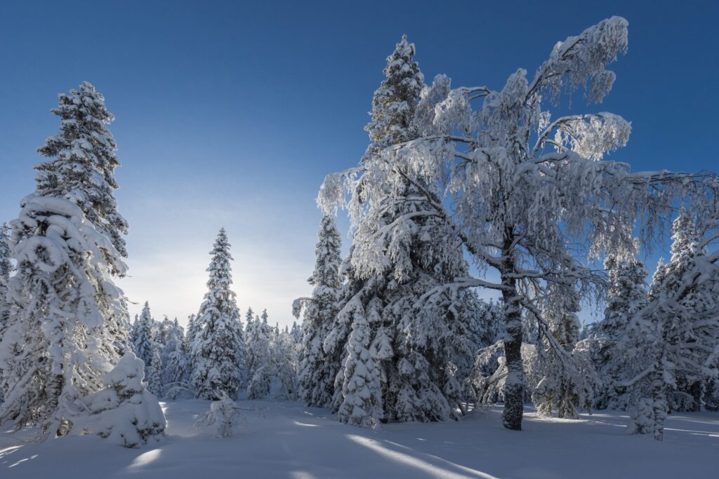 Winterwald mit verschneiten Tannen unter blauem Himmel, Schnee bedeckt den Boden und sanftem Sonnenlicht.