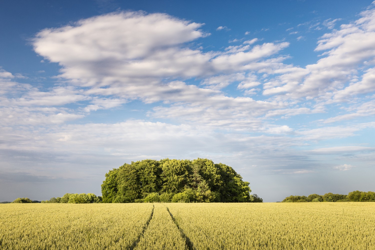 Weizenfeld mit Baumgruppe am Horizont unter blauem Himmel und Wolken – idyllische ländliche Landschaft.