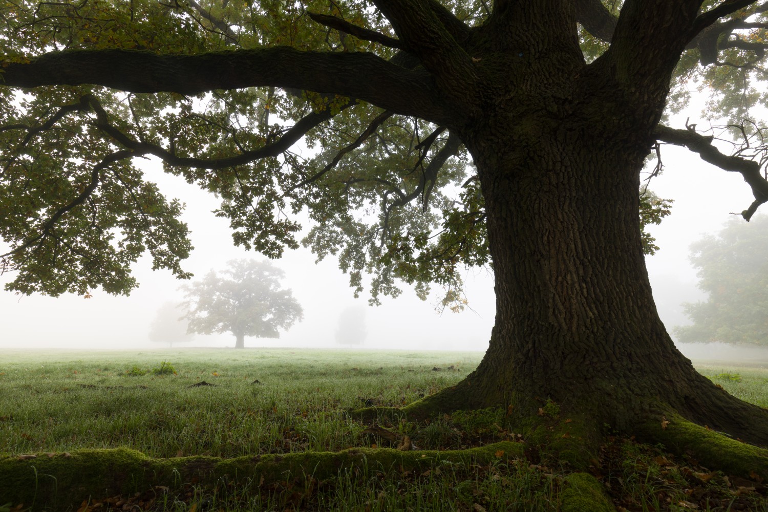 Großer Baum im Vordergrund, überhängende Äste, neblige Parklandschaft mit entfernten Bäumen im Dunst.