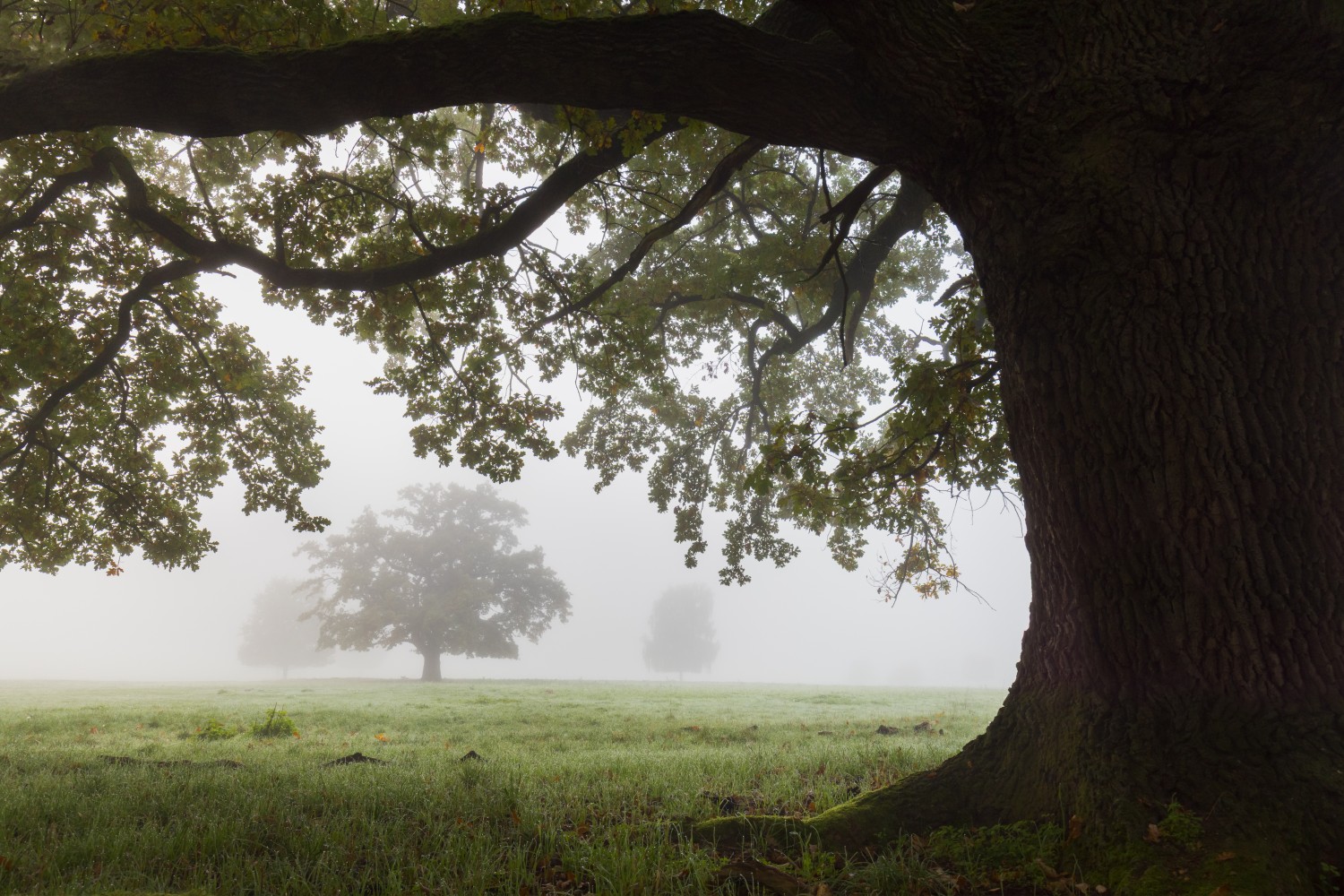 Großer Baum im Vordergrund, überhängende Äste, neblige Parklandschaft mit entfernten Bäumen im Dunst.