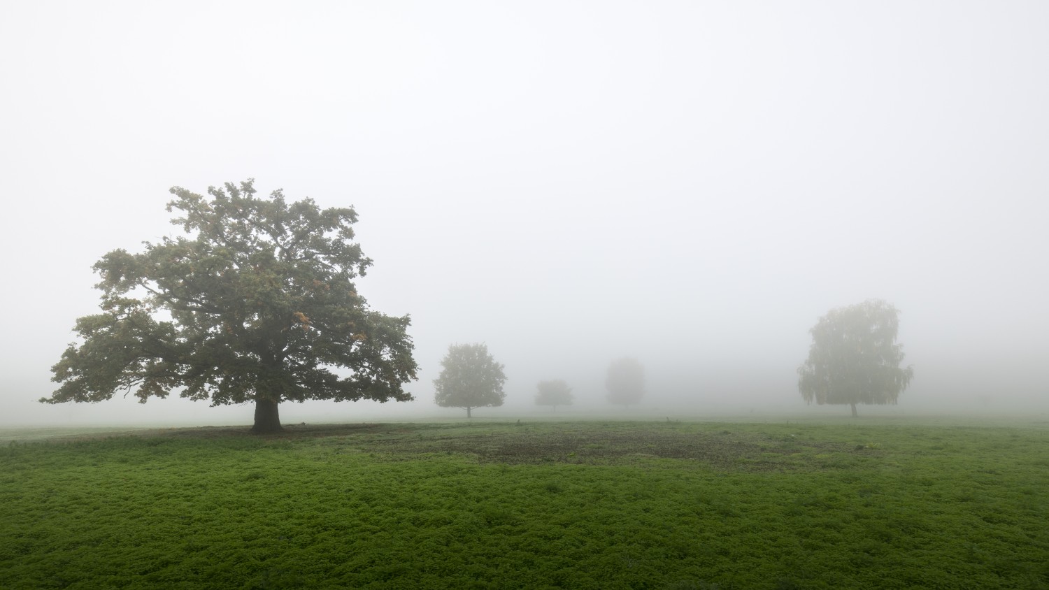 Neblige Landschaft mit einzelnen Bäumen auf grünem Feld; dichter Nebel verschleiert Hintergrund und Horizont.