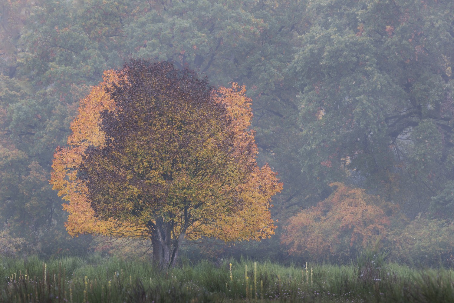 Ein einzelner Herbstbaum mit orange-gelben Blättern vor nebliger Waldlandschaft und grünem Grasboden.