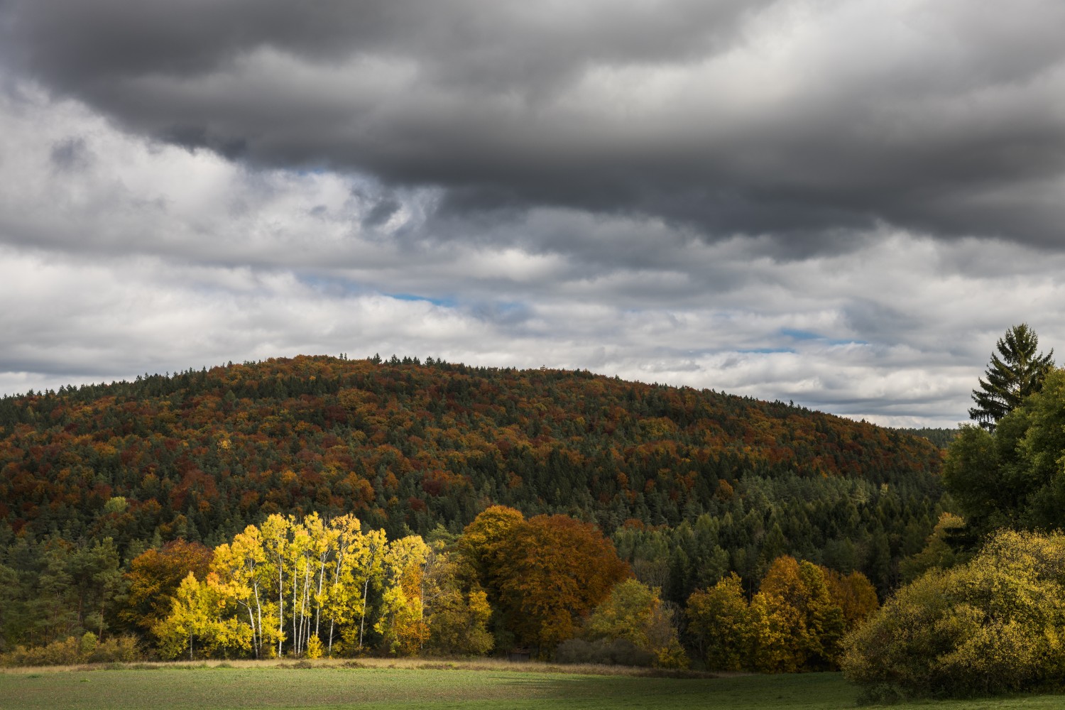 Herbstliche Waldlandschaft mit goldenen Birken im Vordergrund, bunte Baumkronen am Hügel, dunkle Wolken am Himmel.