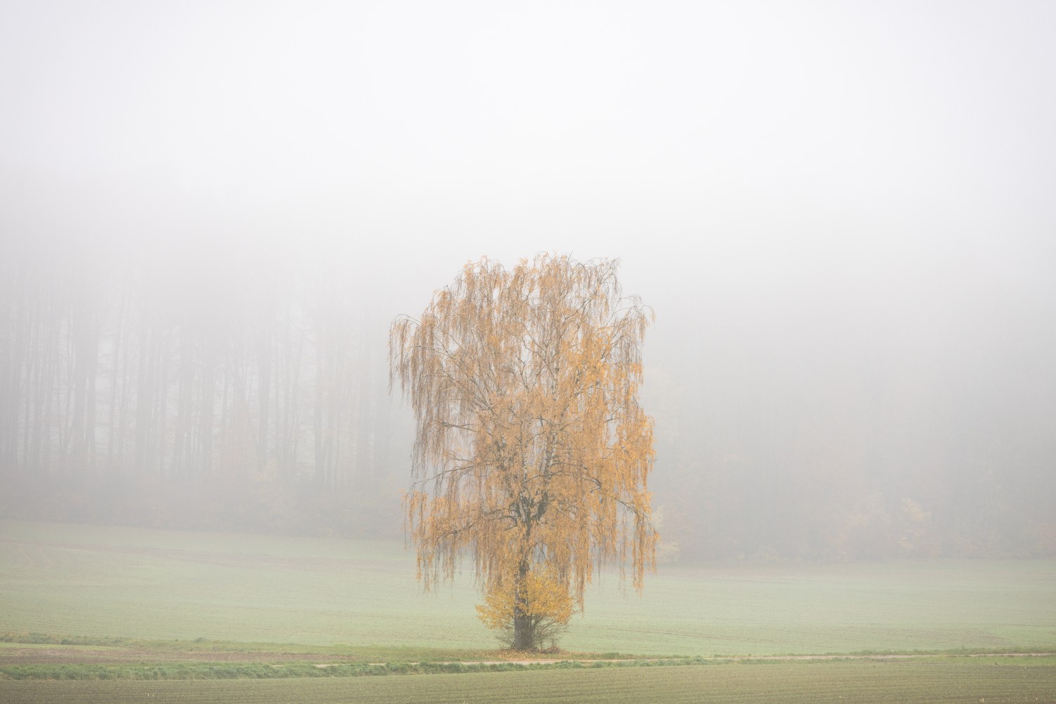 Solitärer Baum mit goldenen Herbstblättern in einer nebligen Landschaft auf einem Feld.