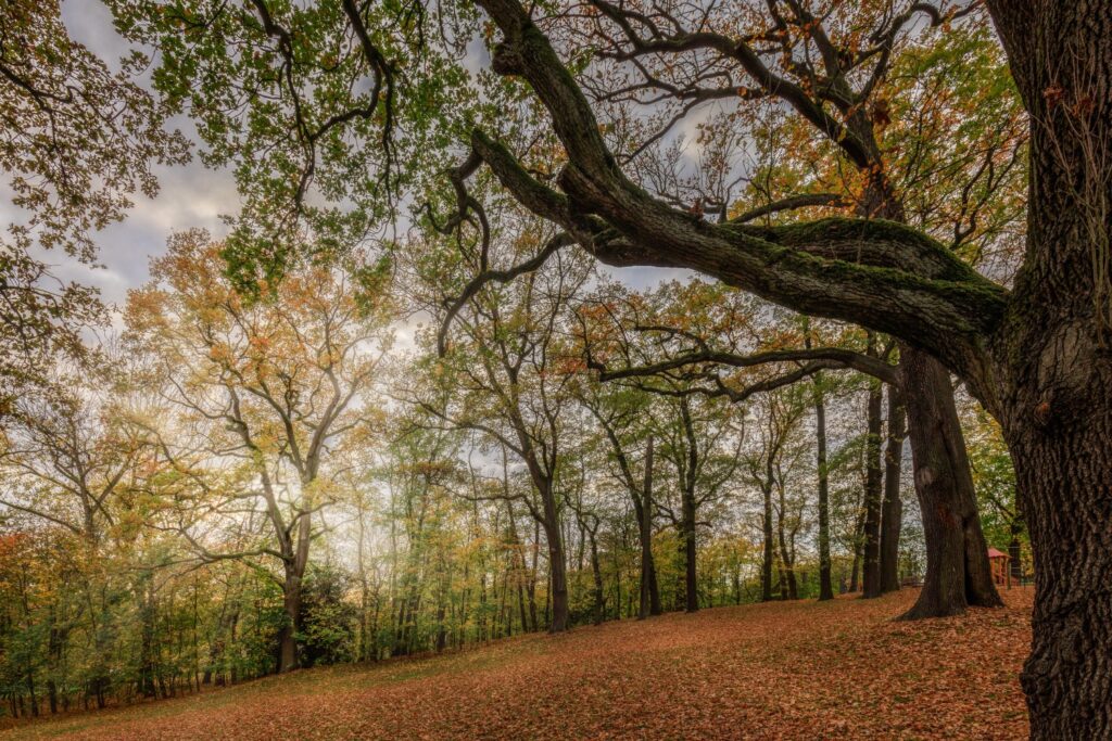 Herbstwald mit riesigen Bäumen, buntes Laub auf dem Boden, Lichtstrahlen durch Wolken über dem Waldweg.