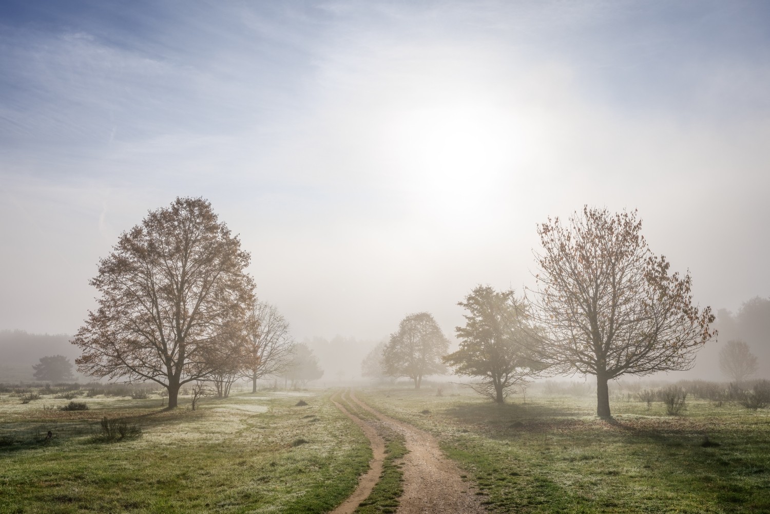 Morgennebel-Landschaft: schmaler Feldweg, vereinzelt stehende Bäume, sanftes Sonnenlicht durch den Nebel.