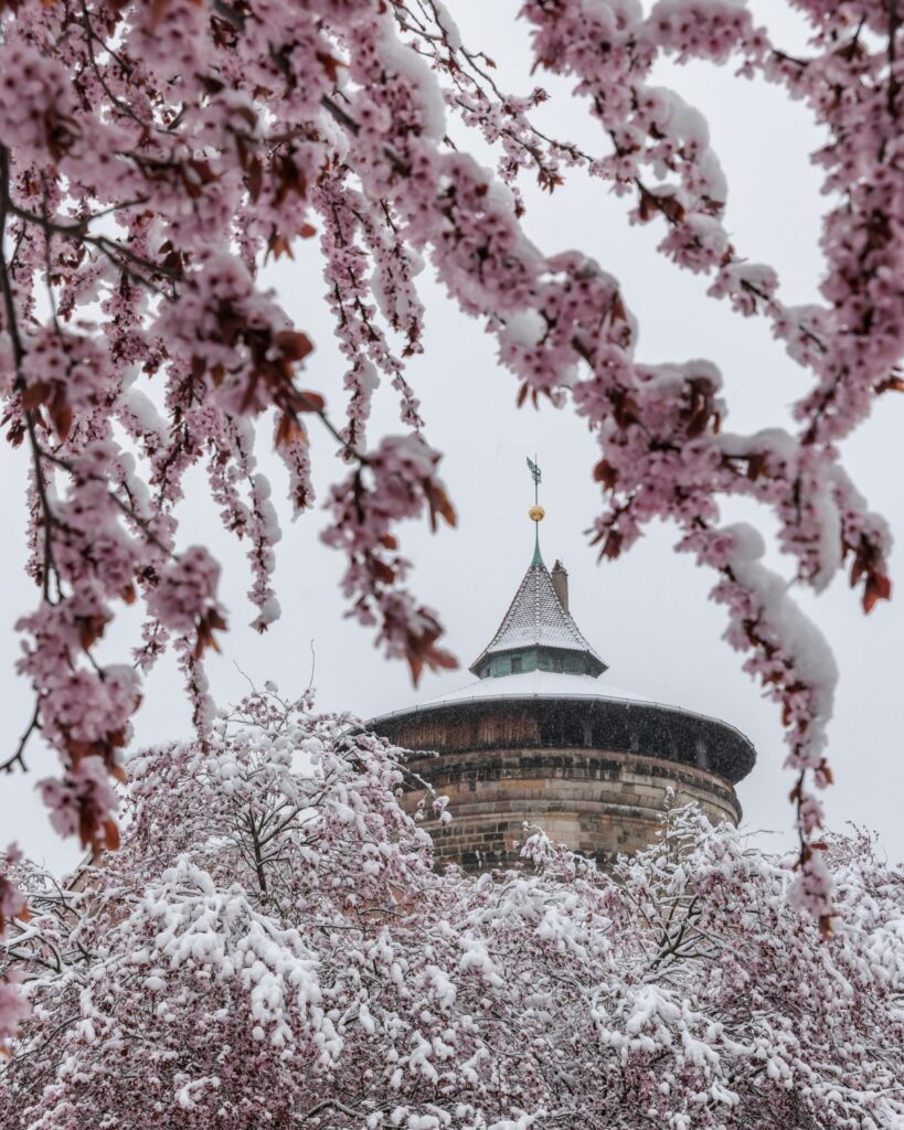 Schneebedeckte Kirschblüten rahmen einen historischen runden Turm mit grünem Dach.