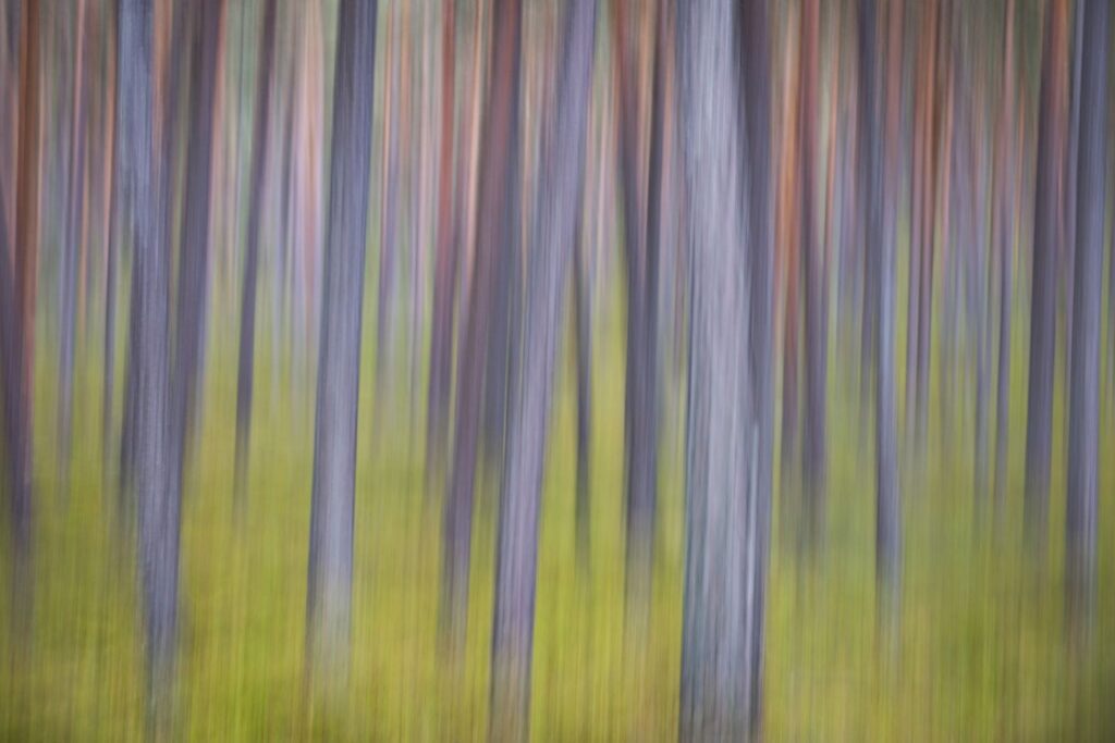 Verwischte Darstellung eines Waldes mit hohen Baumstämmen in verschiedenen Farben, umgeben von grünem Unterholz.