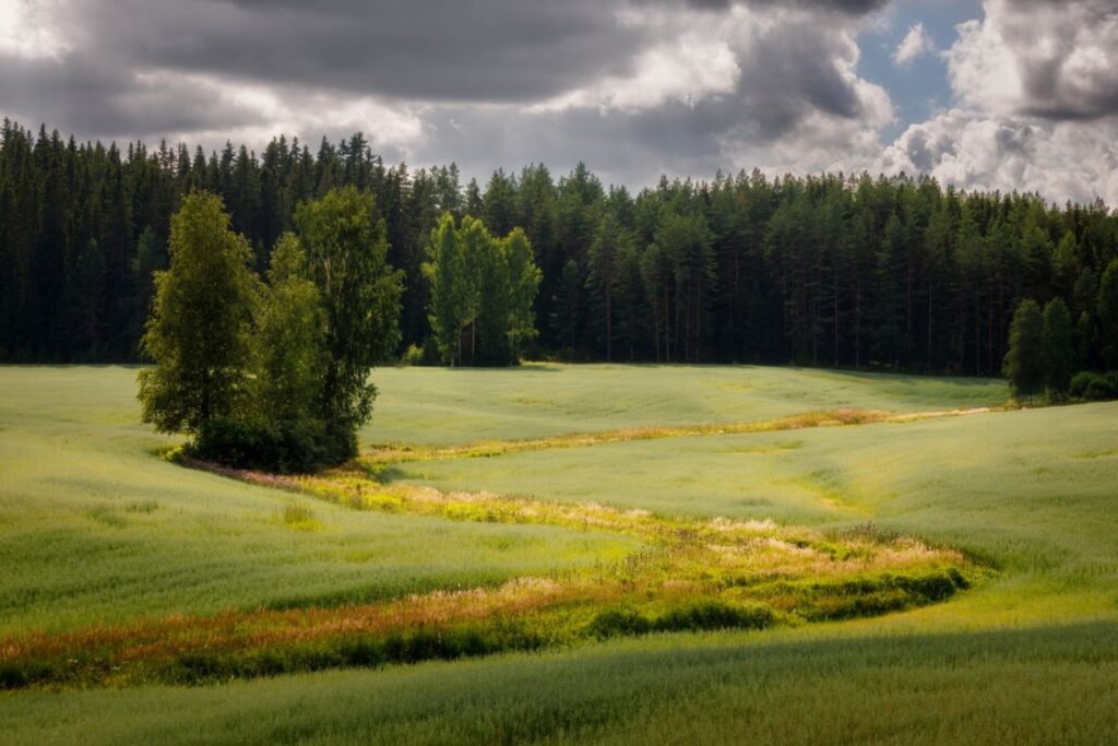 Idyllische Landschaft mit grünen Feldern, Baumgruppe, Grasweg durch Wiesen, Wald im Hintergrund und wolkigem Himmel.