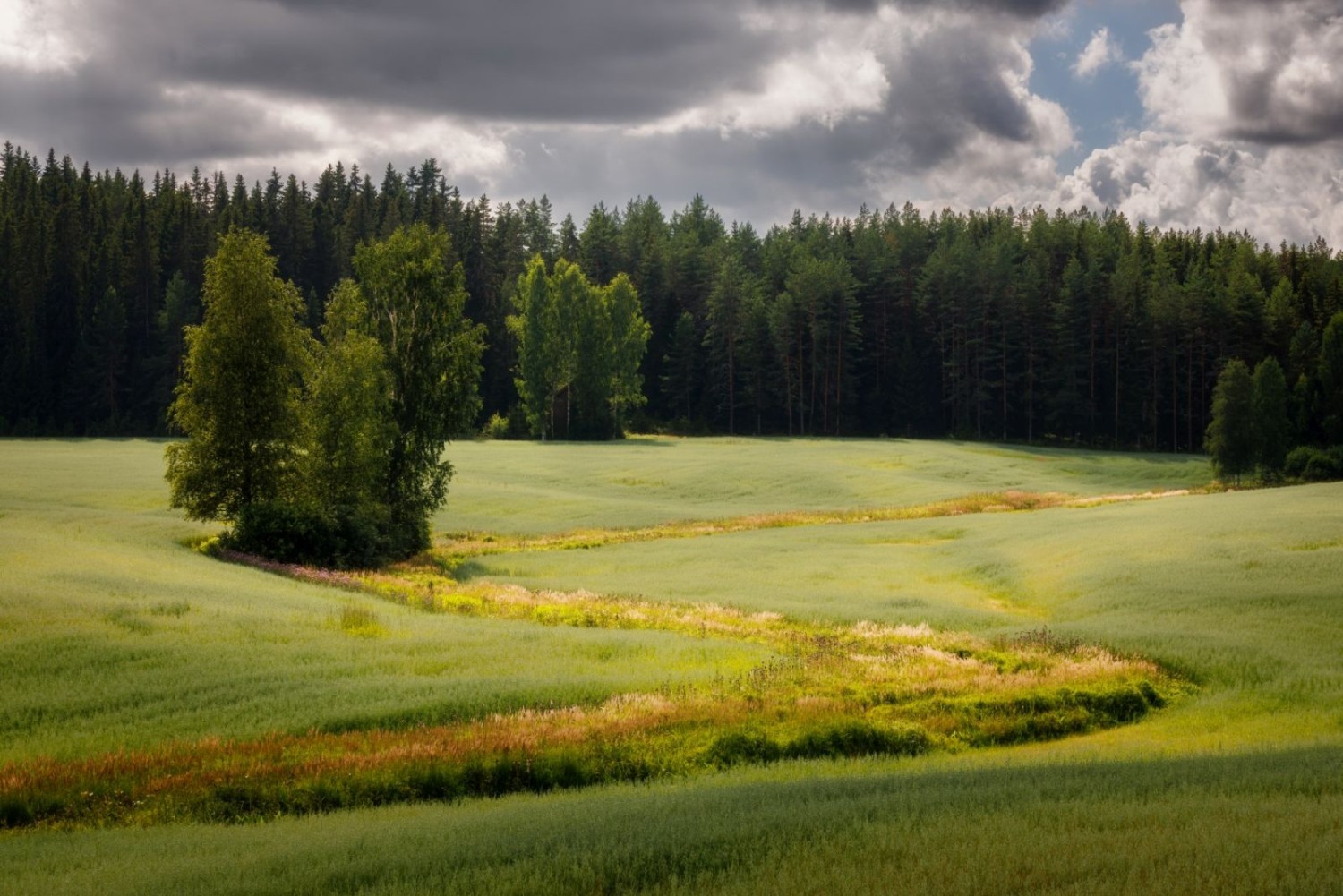 Idyllische Landschaft mit grünen Feldern, Baumgruppe, Grasweg durch Wiesen, Wald im Hintergrund und wolkigem Himmel.