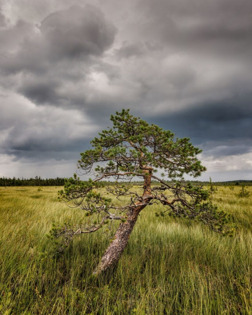 Ein einzelner, vom Wind geformter Kiefernbaum in einer grasigen Landschaft vor dunklen Wolken