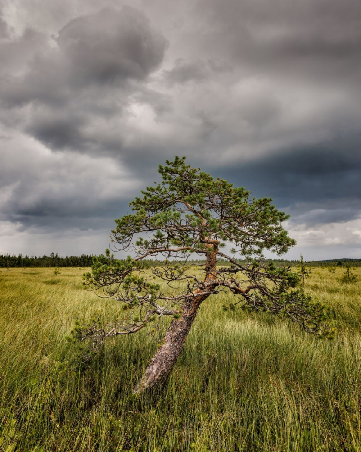 Ein einzelner, vom Wind geformter Kiefernbaum in einer grasigen Landschaft vor dunklen Wolken