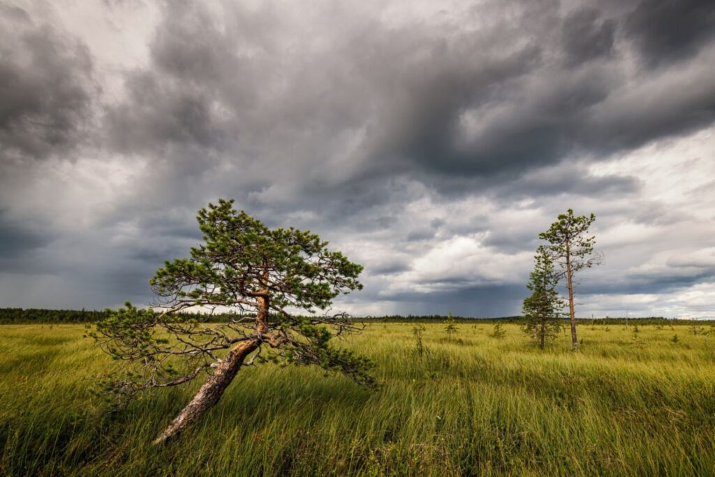 Windgepeitschter Kiefernbaum im Grasland vor dunklen Sturmwolken – dramatische Naturlandschaft.