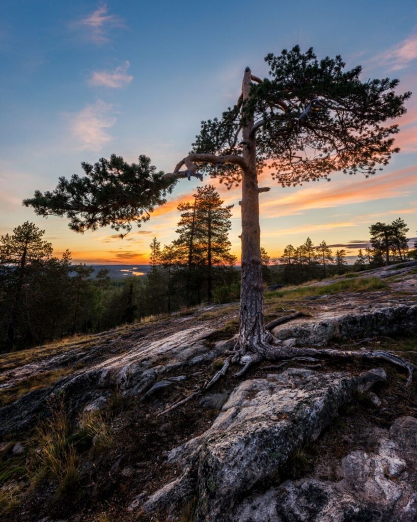 Einzelne Kiefer auf felsigem Hügel mit sichtbaren Wurzeln, Sonnenuntergang und weite Waldlandschaft im Hintergrund.