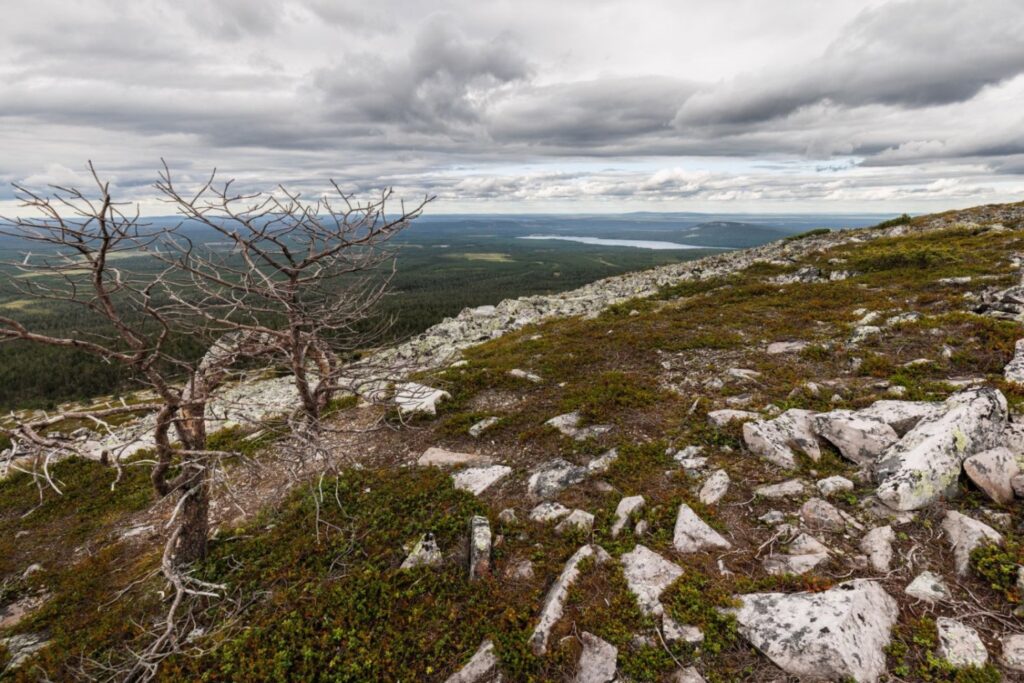 Karge Felslandschaft mit knorrigem, blattlosem Baum; Blick über Wald, Steinflächen und einen weiten See unter dunklen Wolken.