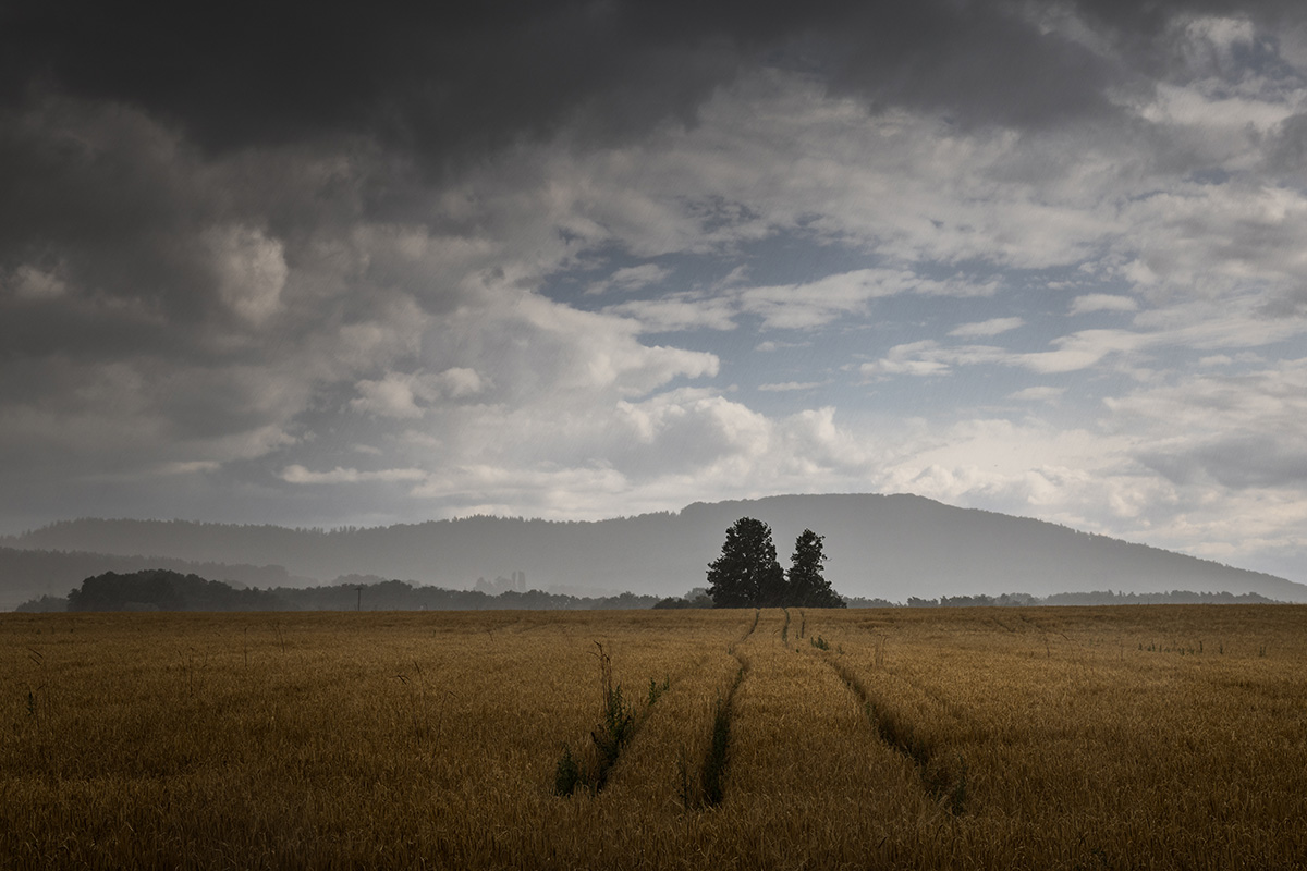Weizenfeld unter bewölktem Himmel mit Hügeln im Hintergrund, zwei Bäume in der Mitte des Feldes, die die Landschaft prägen.
