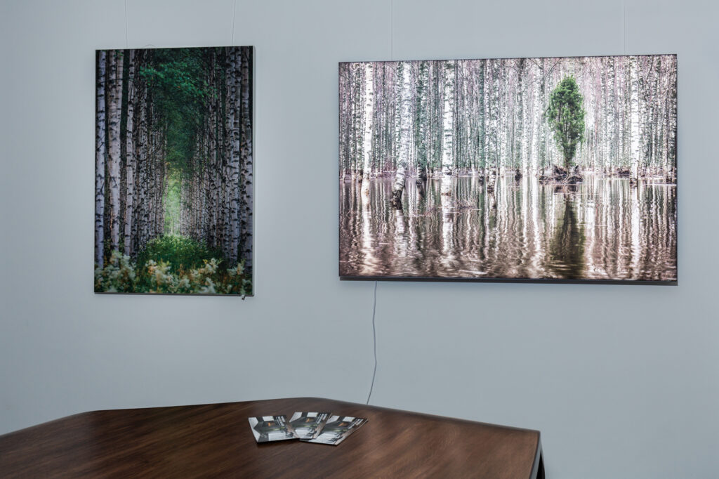 Zwei Naturfotografien: Birkenwaldpfad und reflektierender Waldsee, hängen an einer hellblauen Wand in einer Galerie.