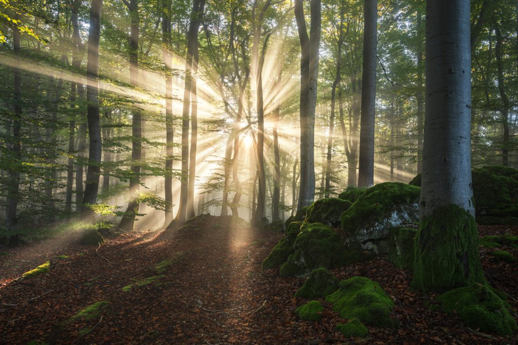 Ein nebliger Wald mit hohen Bäumen und Sonnenstrahlen, die durch das Laub scheinen