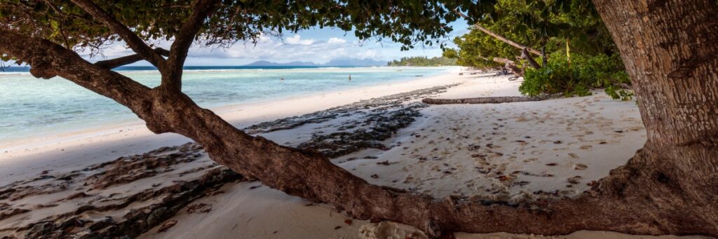 Tropischer Strand mit weißem Sand, klarem türkisblauem Meer, schattigen Baumkronen und Treibholz am Ufer.