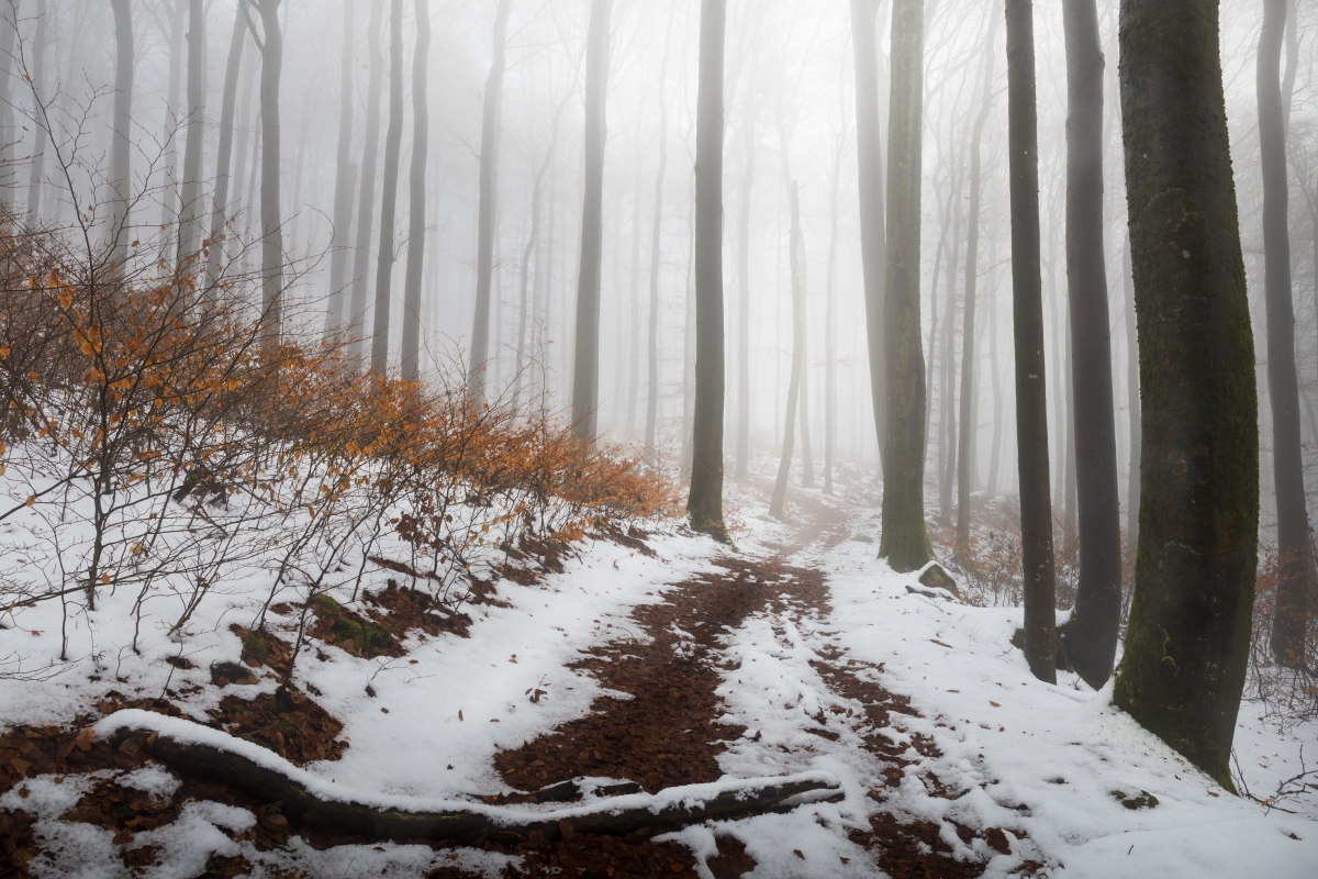 Winterwaldweg im Nebel, schneebedeckter Boden, kahle Baumstämme und braune Sträucher am Rand.
