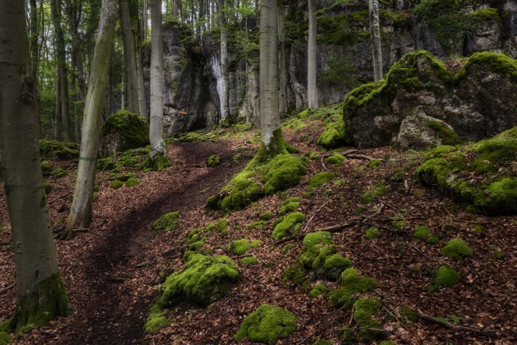 Waldpfad durch moosbewachsene Felsen und grüne Baumstämme im schattigen Wald.