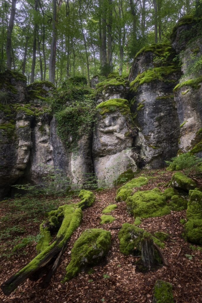 Moosbedeckte Felsen im Wald, grüne Vegetation, Laubboden und dichter Baumbestand im Hintergrund.