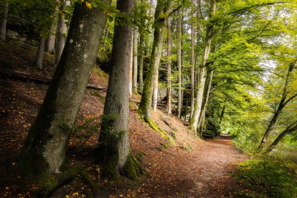 Waldweg im Laubwald mit moosbewachsenen Baumstämmen, Herbstlaub auf dem Boden, ruhiger Naturpfad am Fluss