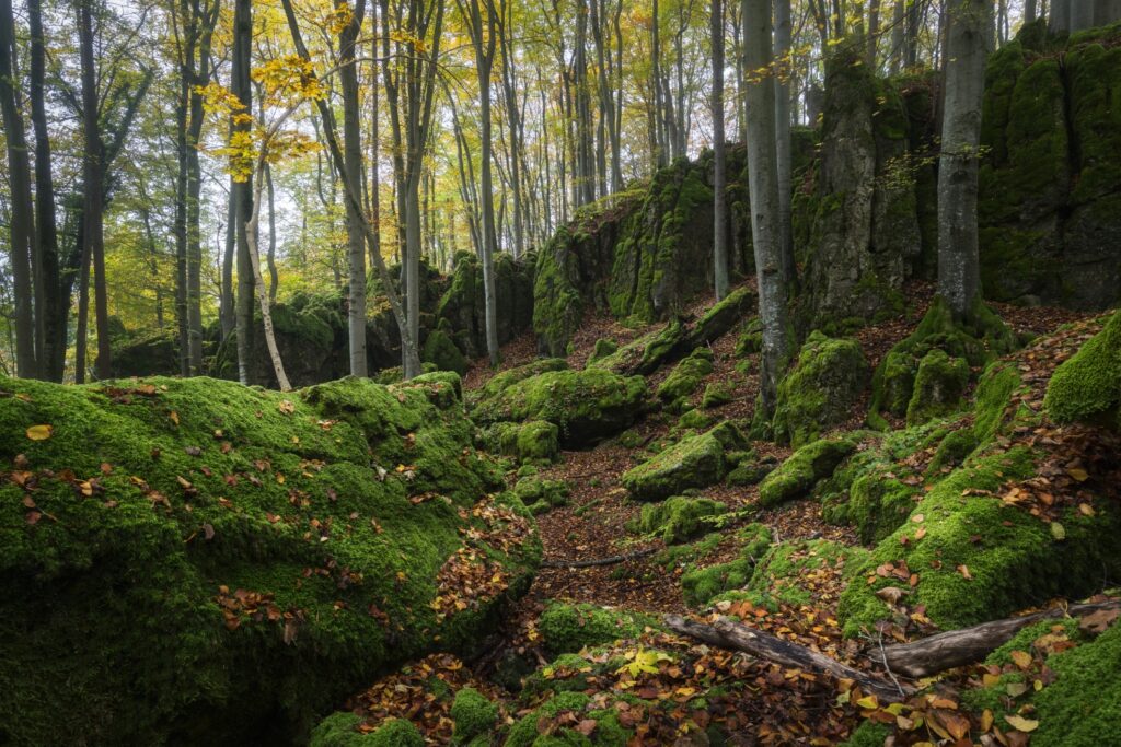 Moosbedeckte Felsen im Wald, Herbstlaub am Boden, schmaler Pfad zwischen Bäumen – idyllische Waldlandschaft.