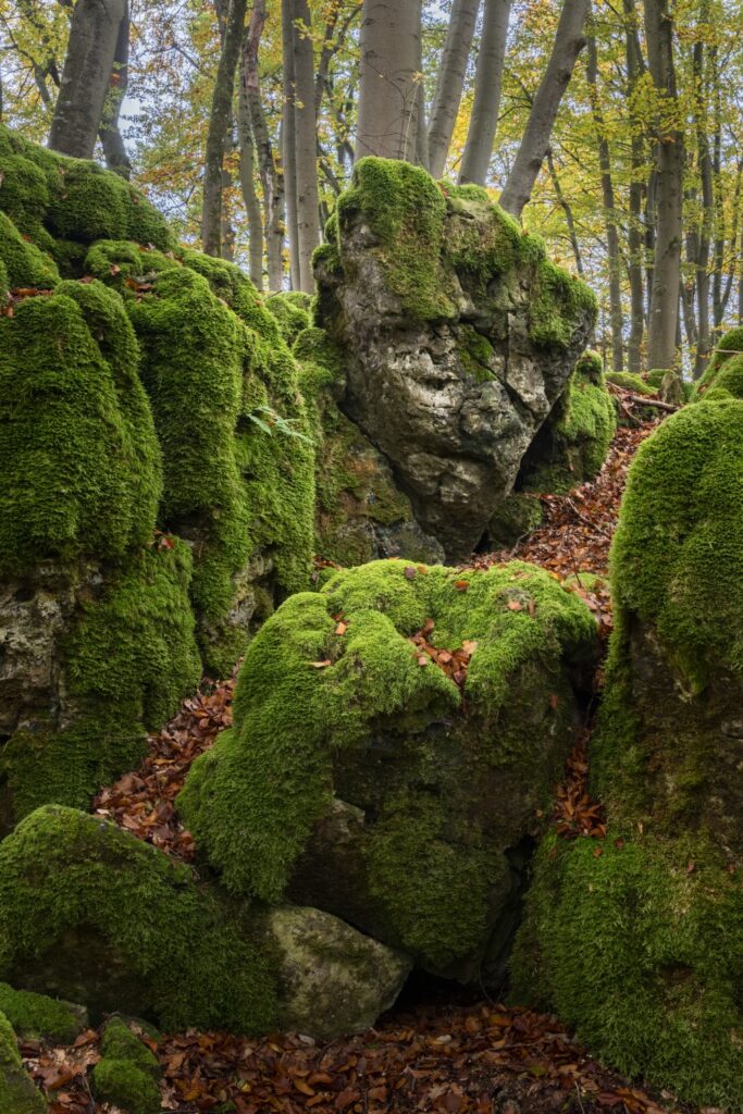 Moosbedeckte Felsen im Wald, grüne Moosteppiche bedecken das Gestein, Herbstlaub am Boden.