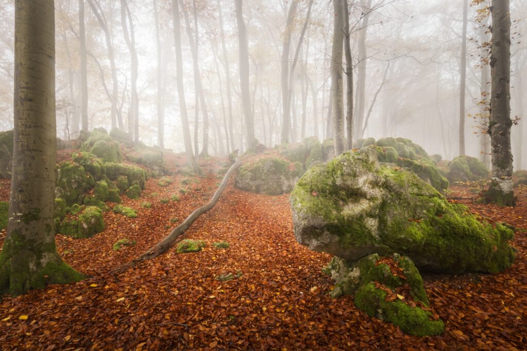 Nebliger Waldweg mit moosbewachsenen Felsen und Herbstlaub, Bäume im dichten Nebel.