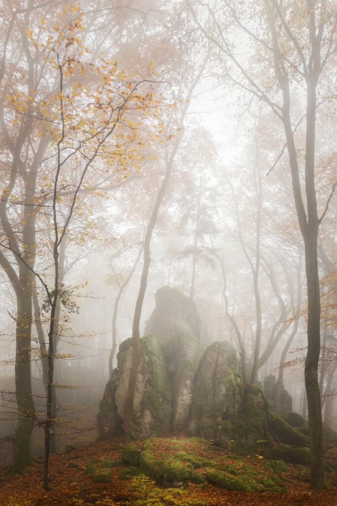 Nebelwald mit moosbewachsenen Felsen, Herbstlaub auf dem Boden, sanfter Dunst durchdringt die Baumstämme.