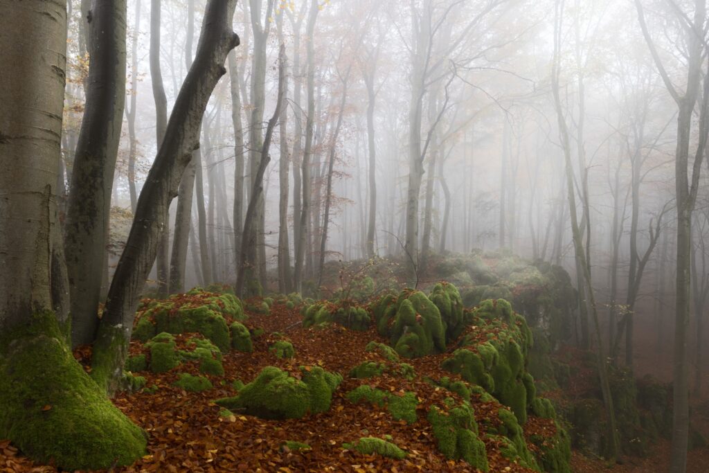 Nebliger Waldpfad mit moosbedeckten Felsen, Herbstlaub und zarten Baumstämmen – mystische Waldlandschaft im Nebel.