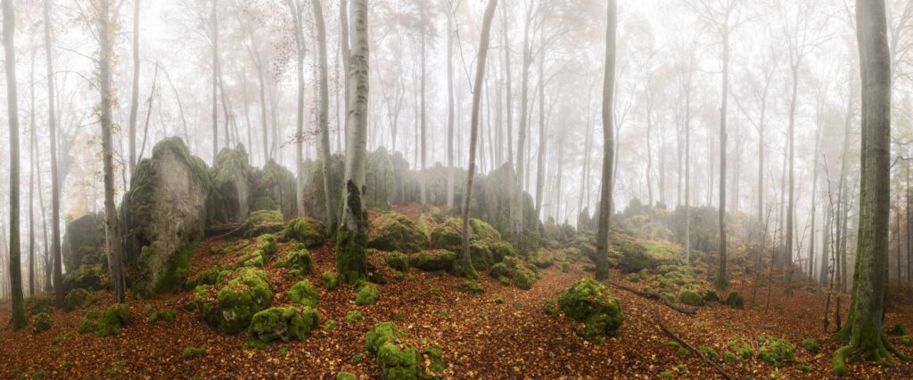 Nebliger Wald mit moosbedeckten Felsen, Birken und Herbstlaub – eindrucksvolle moosige Felsenlandschaft im Nebel
