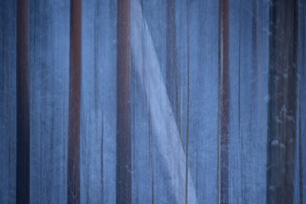 Blauer Wald mit schlanken Baumstämmen, mystische Winterlandschaft und kalte, ruhige Naturatmosphäre.