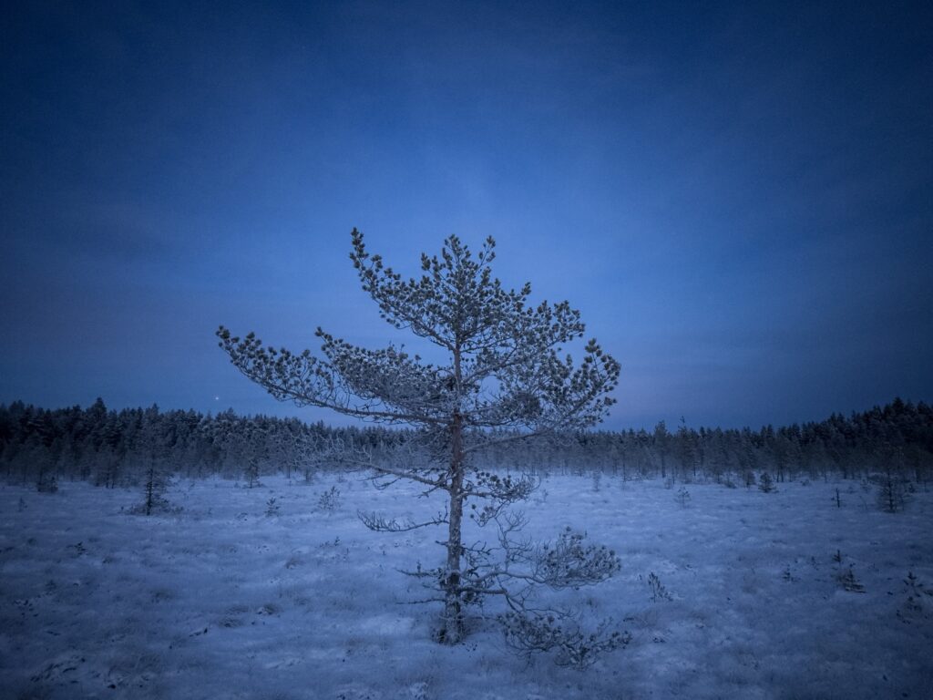 Ein einzelner Kiefernbaum in einer verschneiten Winterlandschaft bei Dämmerung; Schnee bedeckt Feld, Waldlinie am Horizont.