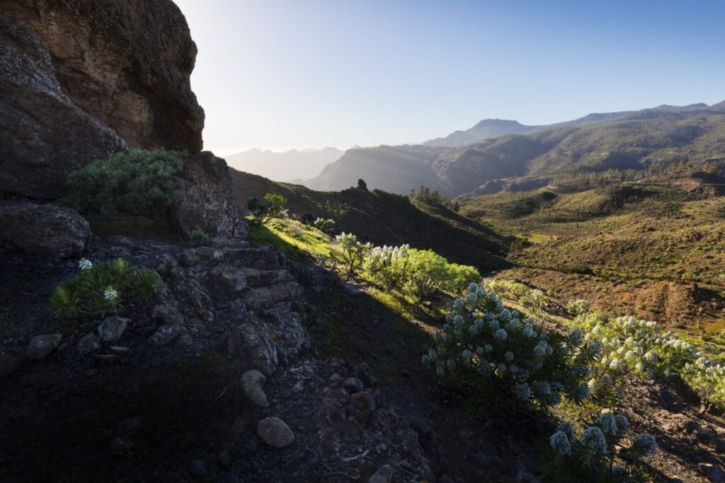 Felsiger Berghang, grüne Vegetation und weiße Blüten im Vordergrund, weite Gebirgslandschaft im Sonnenlicht.