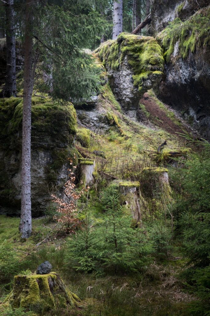 Moosbedeckte Felsen im Wald, umgeben von Kiefern und Tannen sowie moosigem Boden.