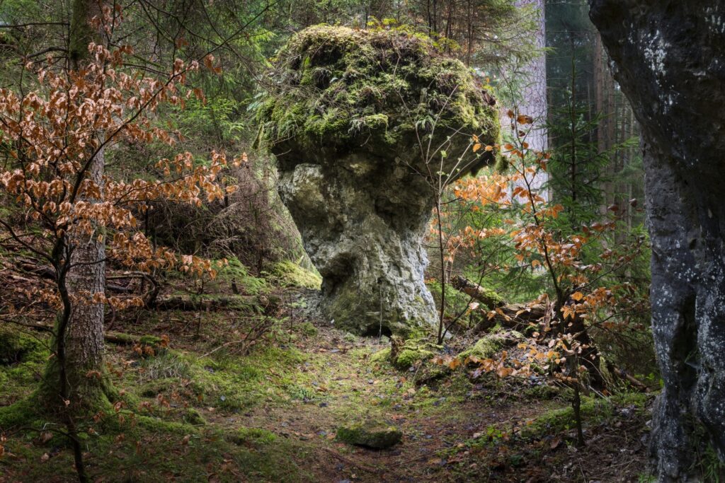 Pilzförmiger moosbedeckter Felsen im Wald, umgeben von Herbstlaub und grünem Unterholz.