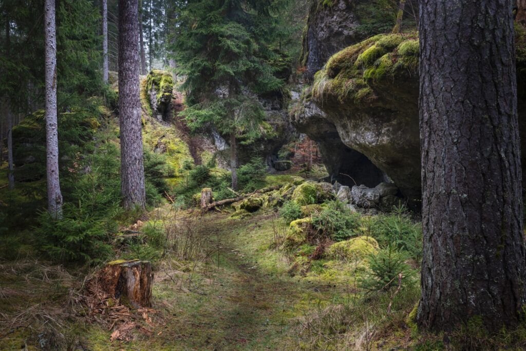Moosbedeckter Waldpfad durch Nadelwald; rechts eine moosige Felswand mit Höhleneinstieg.
