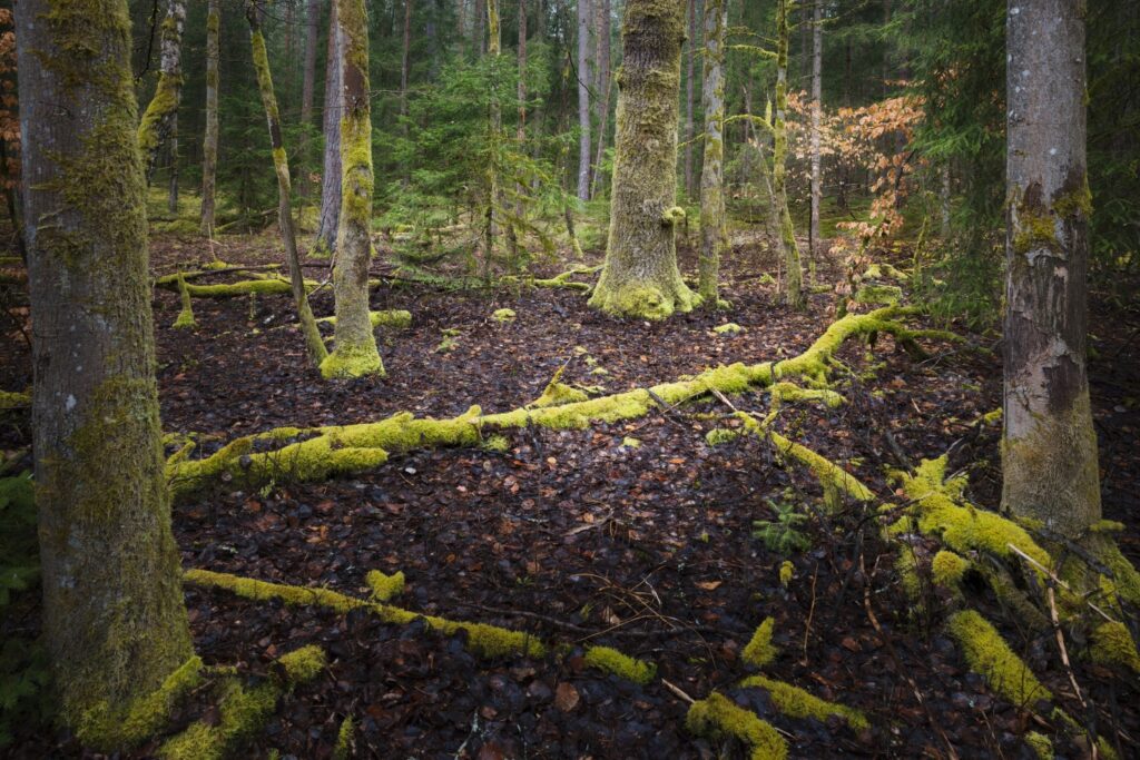 Moosbedeckte Baumstämme und moosige liegende Äste im feuchten Waldboden.