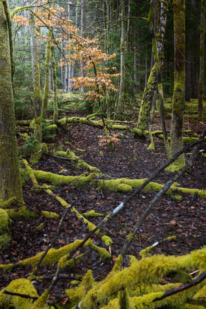 Wald mit moosbewachsenen Stämmen und liegenden Ästen; zentral orangeblättriger Baum, feuchte Herbststimmung.