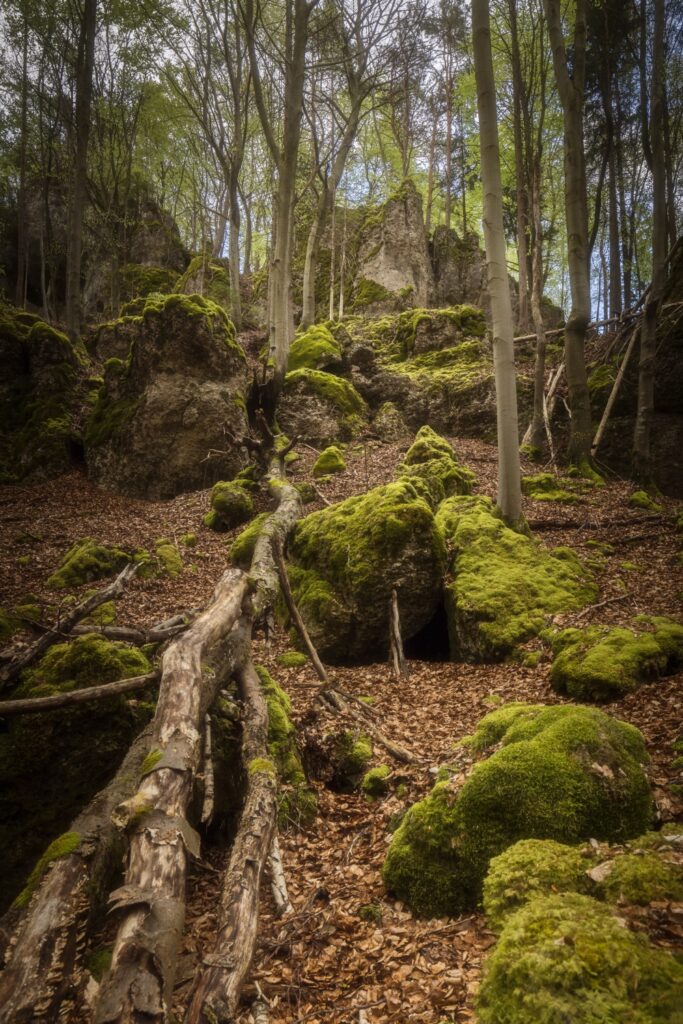 Waldpfad mit moosbewachsenen Felsen und umgestürzten Baumstämmen im dichten Wald