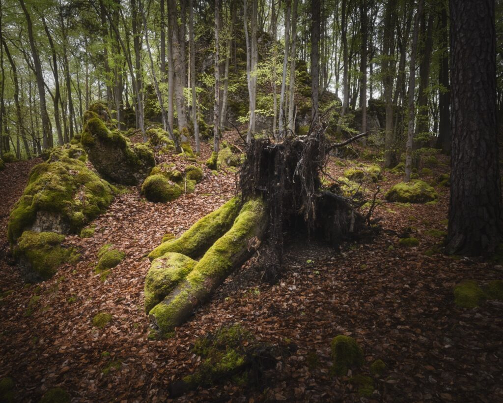 Waldlandschaft mit moosbedeckten Felsen, ausgehöhltem Baumstumpf mit Wurzeln und Herbstlaub am Boden.